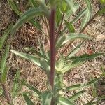 Oenothera elata Foglia