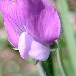 Lathyrus hirsutus Flower