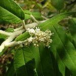 Astrotricha floccosa Fleur