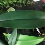 Bulbophyllum amplebracteatum 叶