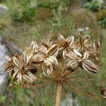 Molopospermum peleponnesiacum Fruit