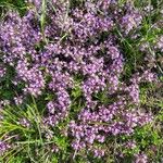 Thymus serpyllum Квітка