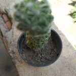 Mammillaria gracilis葉