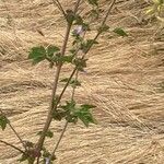 Malva nicaeensis Blad