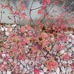 Geranium purpureum Habitat