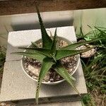 Aloe bussei Blad