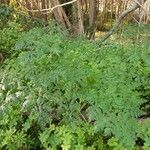 Chaerophyllum bulbosum Natur