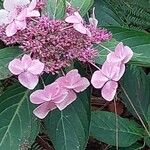 Hydrangea serrata Кветка