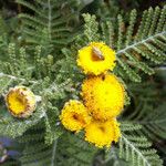 Tanacetum bipinnatum Flor