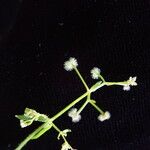 Galium hirtiflorum Характер