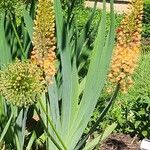 Eremurus stenophyllus Flower