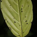 Amaioua pedicellata برگ