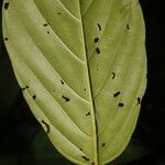 Amaioua pedicellata 葉