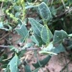 Atriplex laciniata Leaf