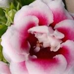 Gloxinia perennis Bloem