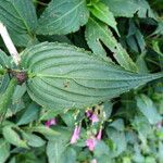 Strobilanthes hamiltonianus Leaf