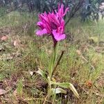 Anacamptis papilionacea Цвят