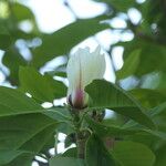 Magnolia cylindrica Blüte