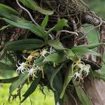 Cyrtorchis hamata Hábito