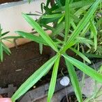 Thevetia neriifolia Hoja