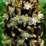 Palisota mannii Flor