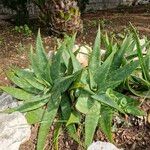 Aloe lateritia Yaprak