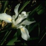 Iris purdyi Habit