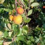 Arbutus unedo Плід