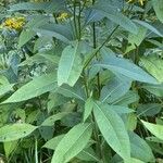 Senecio ovatus Blatt