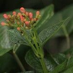 Clerodendrum buchananii Blomma