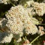 Eriogonum fasciculatum Ліст