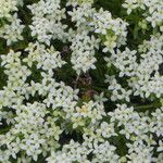 Galium megalospermum Blüte