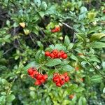 Pyracantha crenulataFrukt