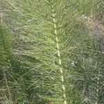 Equisetum telmateia Hoja