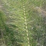 Equisetum telmateia 葉