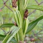 Cephalanthera damasonium Frukt