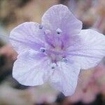 Phacelia distans Flower