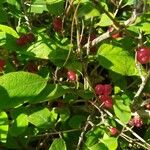 Lonicera xylosteum Fruit