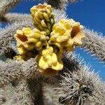 Cylindropuntia bigelovii Plod