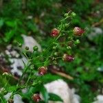 Scrophularia alpestris 花