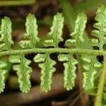 Paesia rugosula Leaf