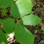 Aralia nudicaulis Folio