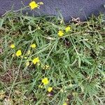 Diplotaxis tenuifolia 葉