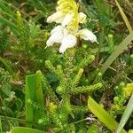 Erica ciliaris Květ