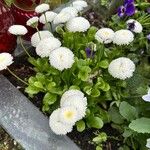 Bellis rotundifolia Flower