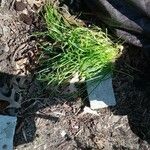 Allium schoenoprasum Lapas