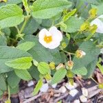 Cistus x hybridus Çiçek