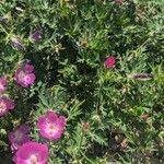 Callirhoe involucrata Flower