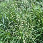 Bromus inermis 花