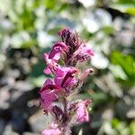 Pedicularis rostratospicata 花